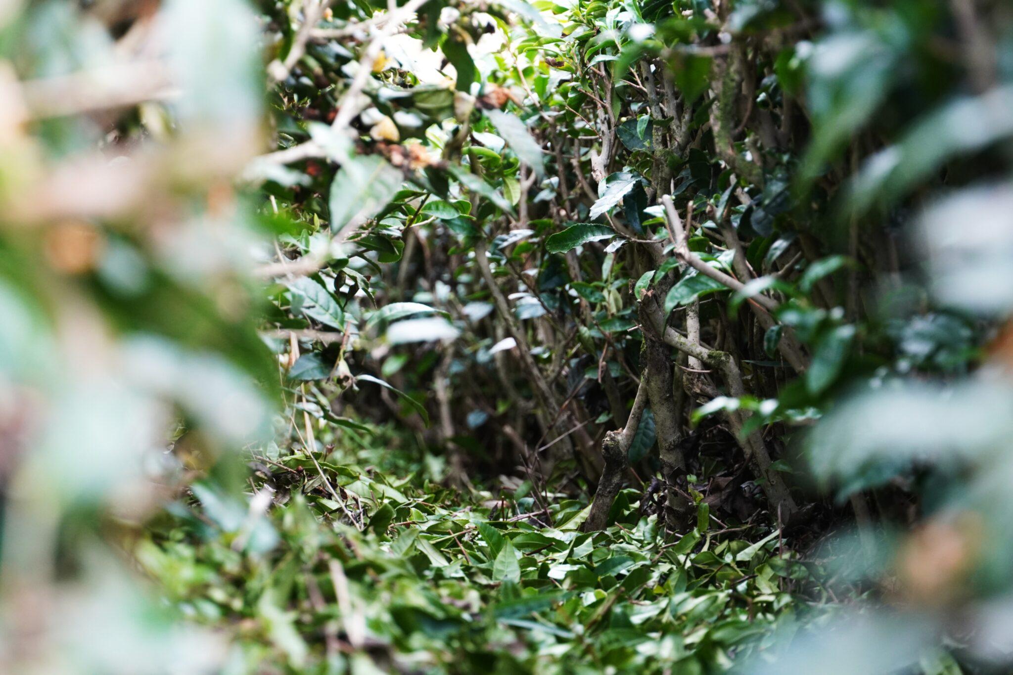 奈良の茶山育ち 有機一番摘み煎茶