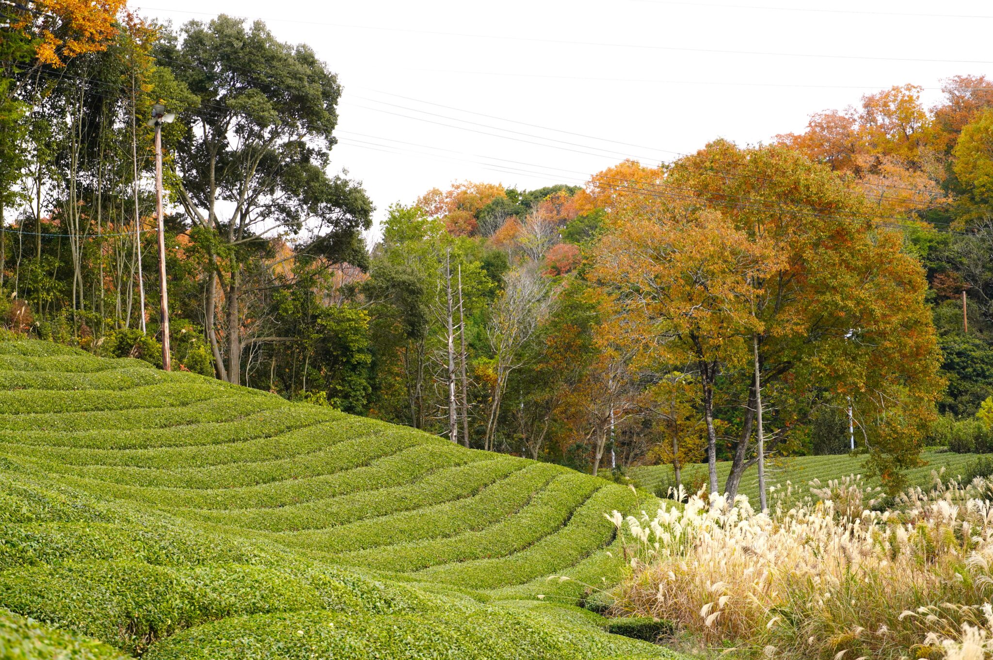 奈良の茶山育ち 有機一番摘み煎茶