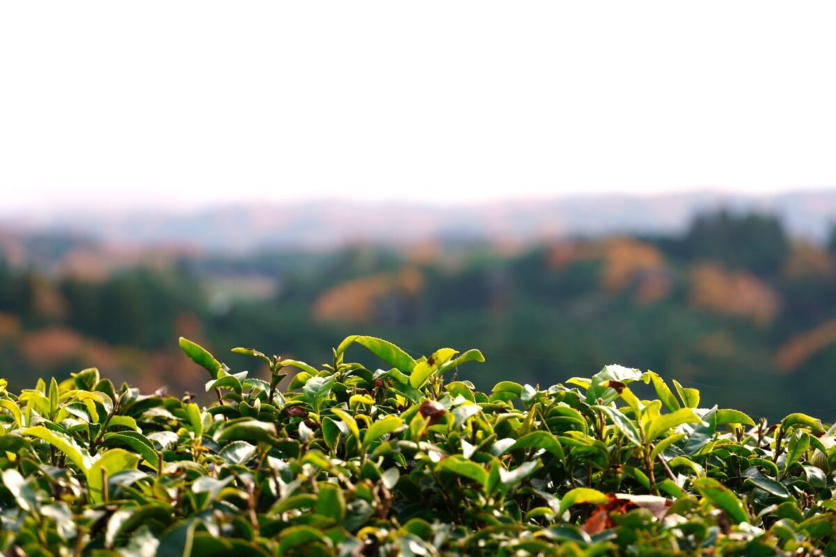 奈良の茶山育ち 有機一番摘み煎茶