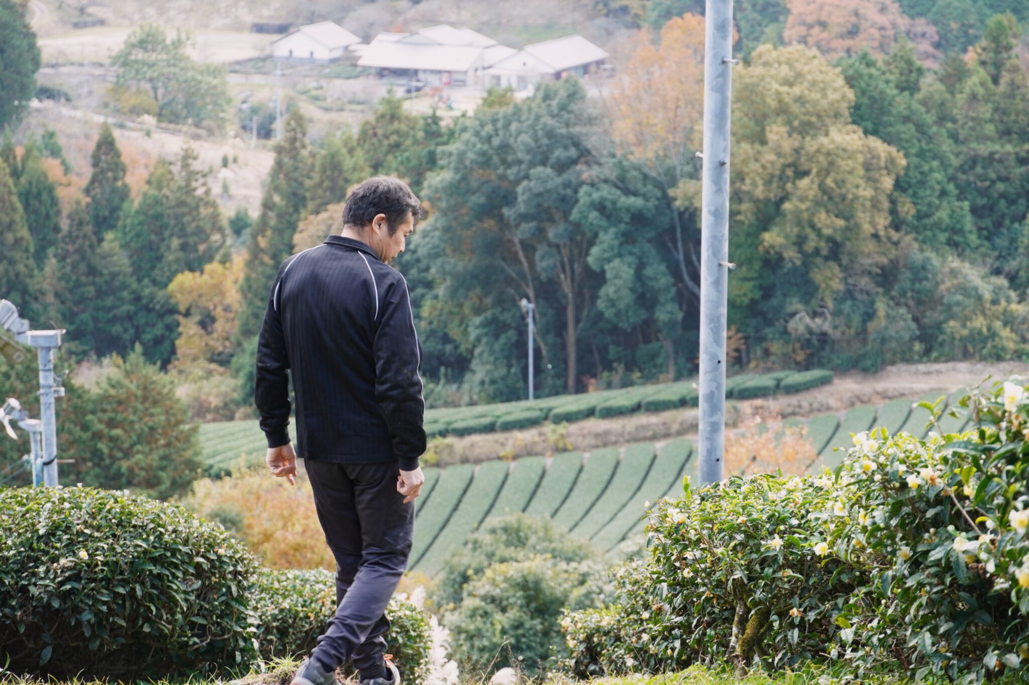 奈良の茶山育ち 有機一番摘み煎茶