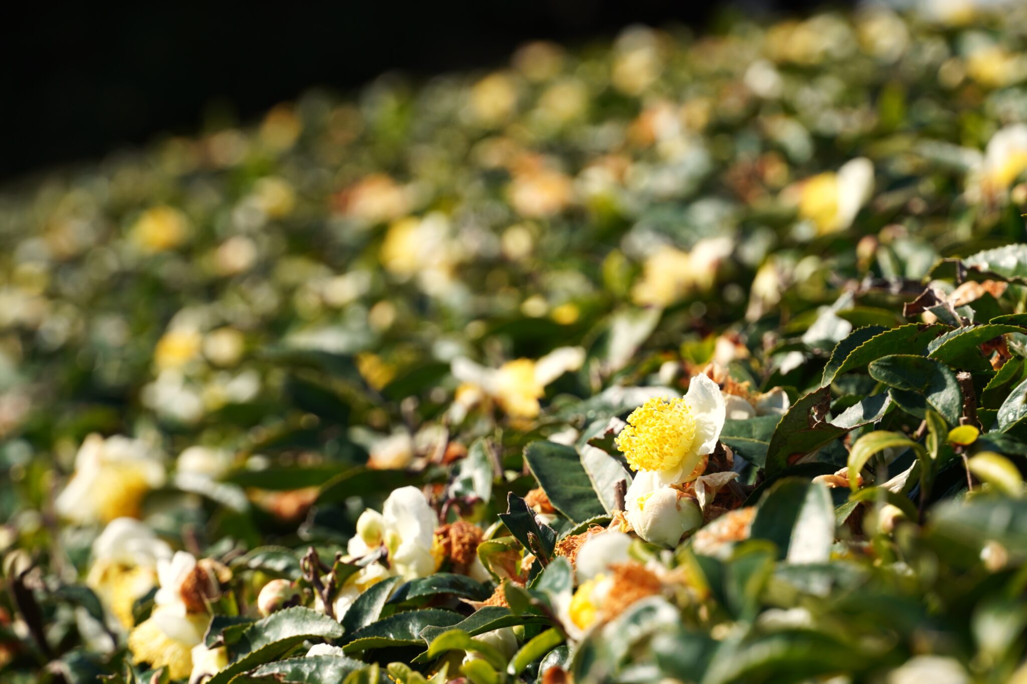 奈良の茶山育ち 有機一番摘み煎茶