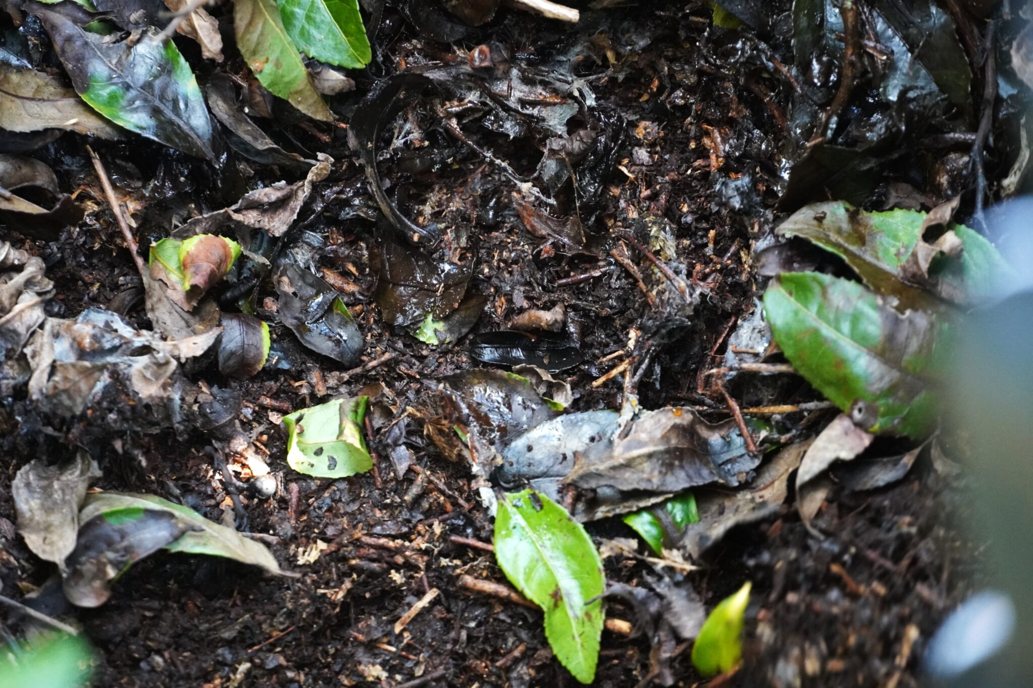 奈良の茶山育ち 有機一番摘み煎茶