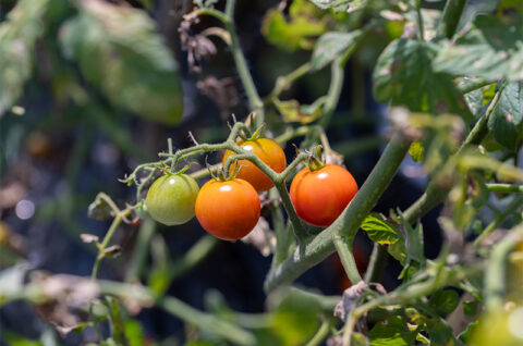 太郎社長が8月10日（木）奈良新聞の朝刊で紹介されました