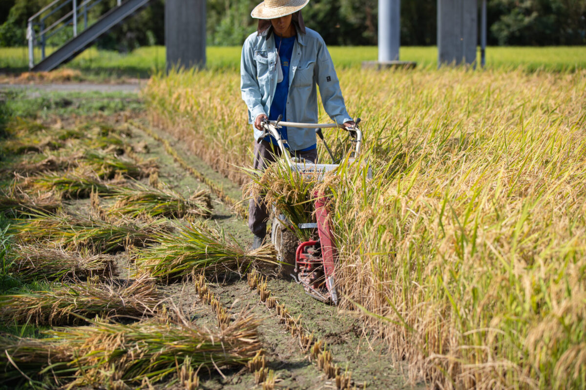 ［福岡正信自然農園］自ずから然る ヒノヒカリ（令和6年収穫）