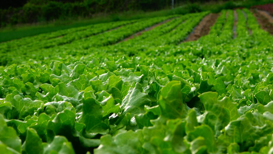 【数量限定】もったいない旬の野菜セット