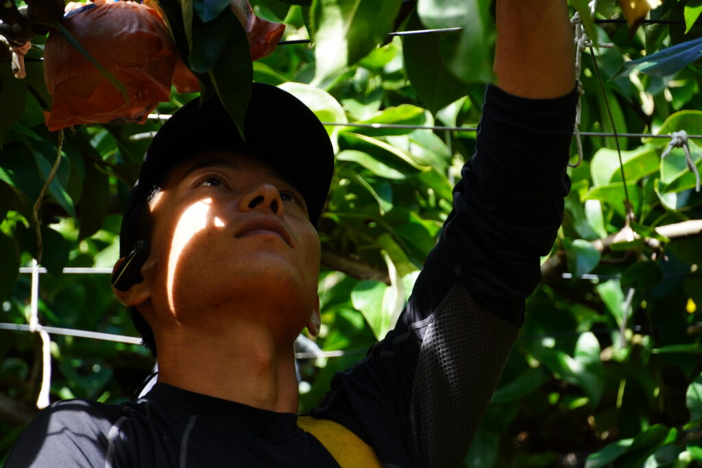 【標高823m】南信州から胸がいっぱいになる りんご“ふじ小玉” -さんさんファーム-