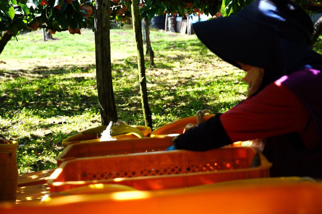 【標高823m】南信州から胸がいっぱいになる りんご“ふじ小玉” -さんさんファーム-