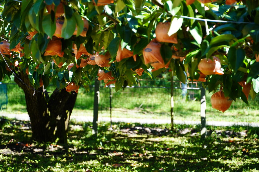 【標高823m】南信州から胸がいっぱいになる りんご“ふじ小玉” -さんさんファーム-