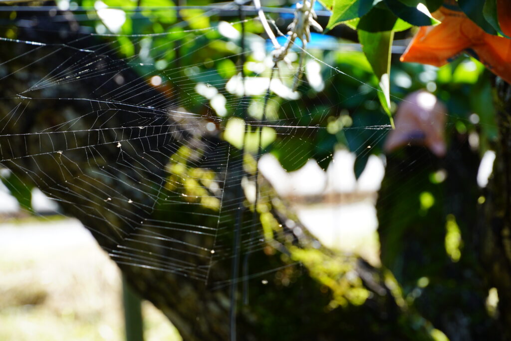 【標高823m】南信州から胸がいっぱいになる りんご“ふじ小玉” -さんさんファーム-