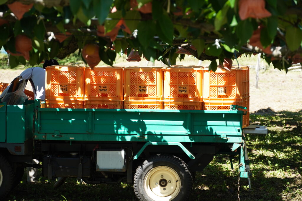 【標高823m】南信州から胸がいっぱいになる りんご“ふじ小玉” -さんさんファーム-