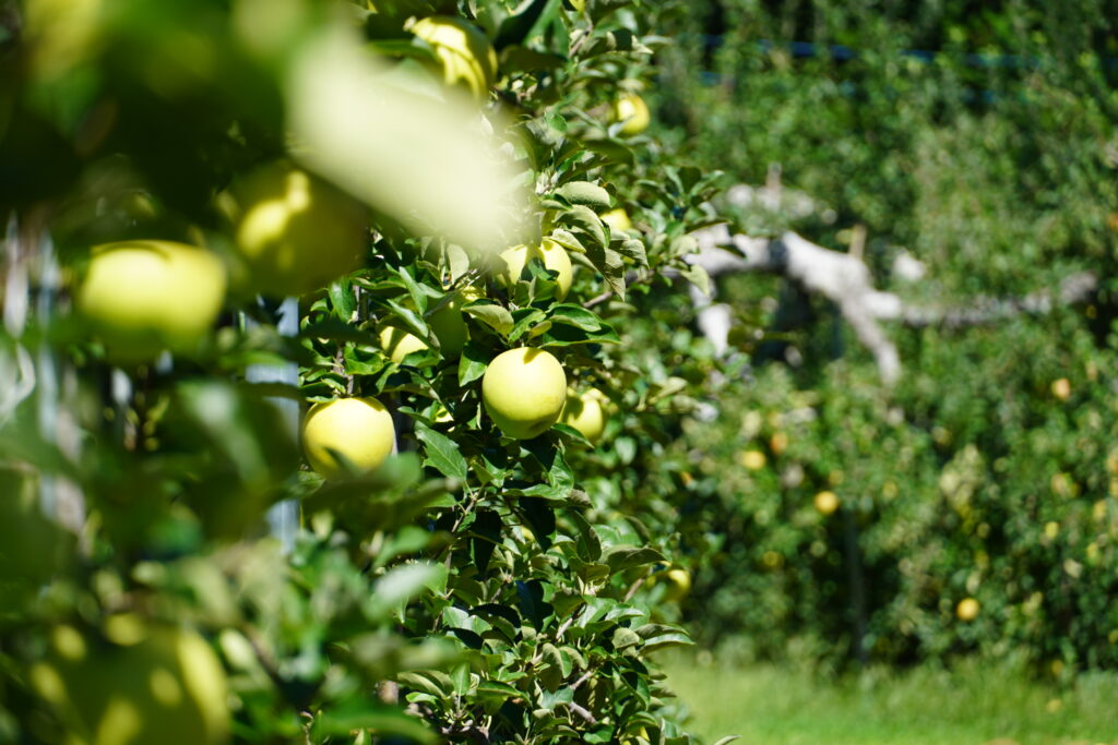 【標高823m】南信州から胸がいっぱいになる りんご“ふじ小玉” -さんさんファーム-