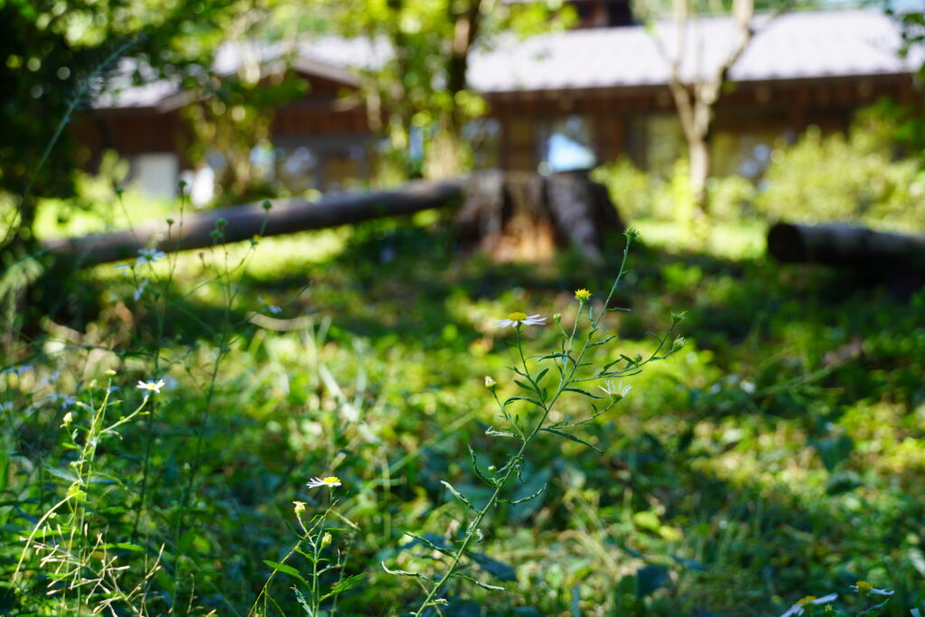 【標高823m】南信州から胸がいっぱいになる りんご“ふじ小玉” -さんさんファーム-