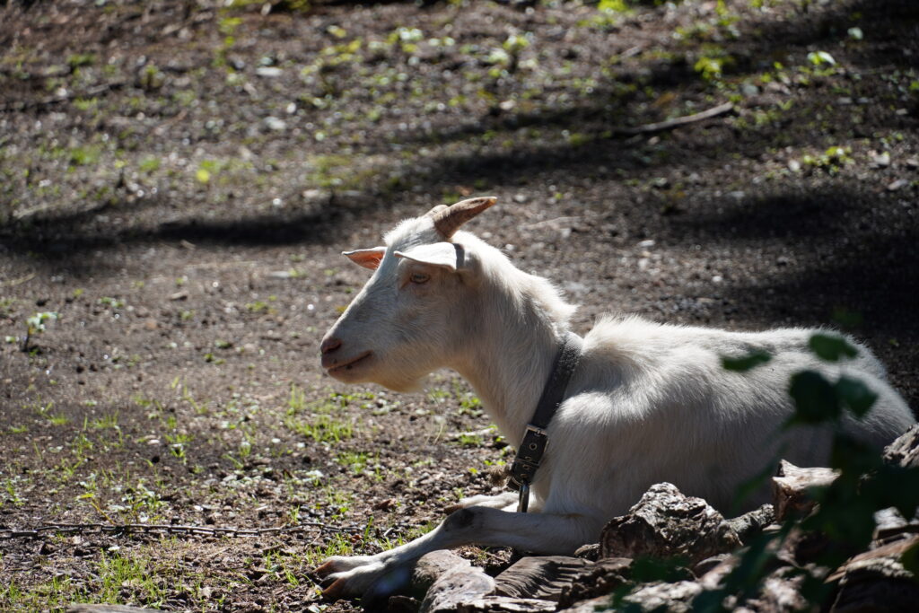 【標高823m】南信州から胸がいっぱいになる りんご“ふじ小玉” -さんさんファーム-