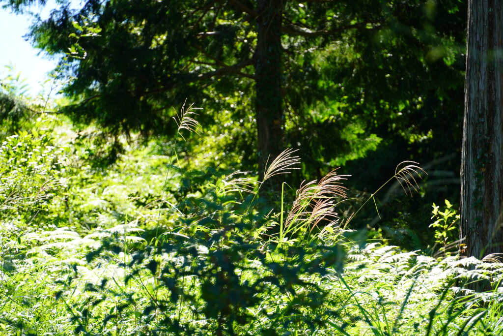 【標高823m】南信州から胸がいっぱいになる りんご“ふじ小玉” -さんさんファーム-