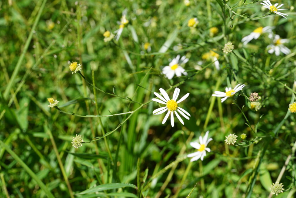 【標高823m】南信州から胸がいっぱいになる りんご“ふじ小玉” -さんさんファーム-