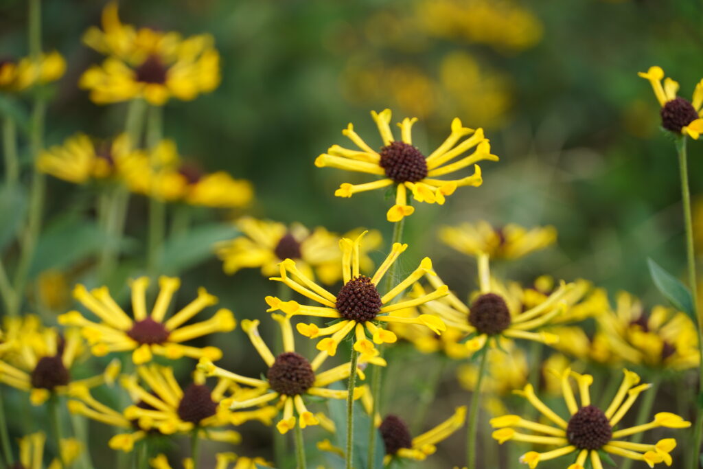 【標高823m】南信州から胸がいっぱいになる りんご“ふじ小玉” -さんさんファーム-