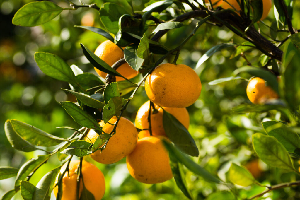 有機 温州みかん