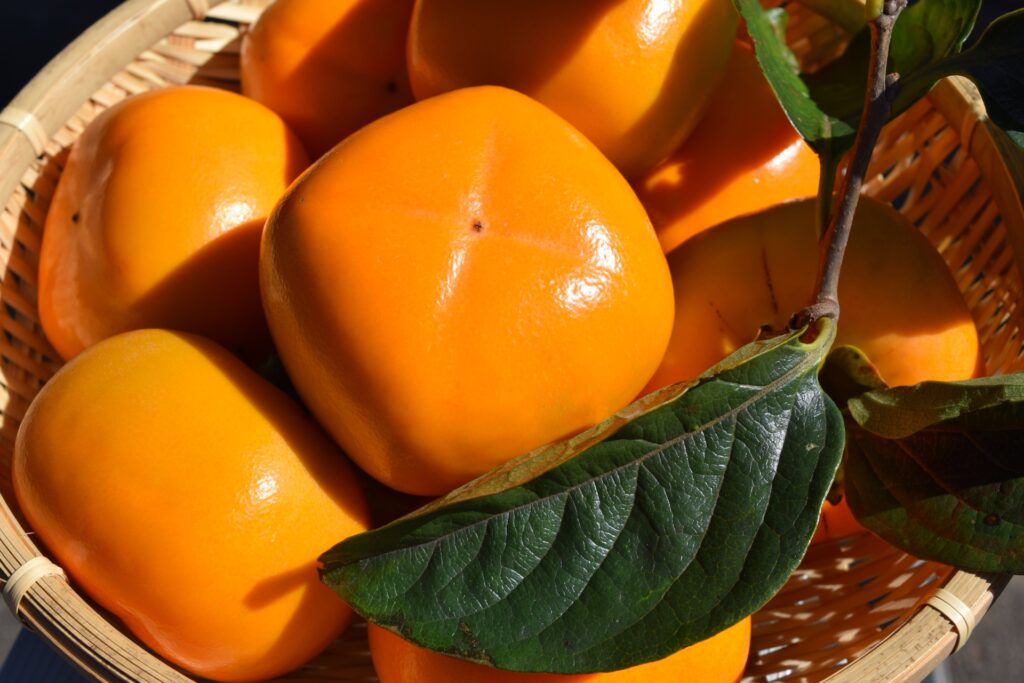 【海抜55m】希少な有機栽培の庄内柿・あんぽ柿