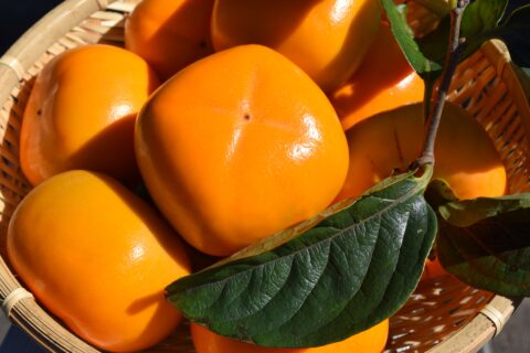 【海抜55m】希少な有機栽培の庄内柿・あんぽ柿