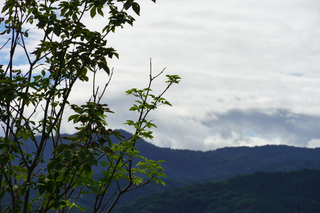 【海抜55m】希少な有機栽培の庄内柿・あんぽ柿
