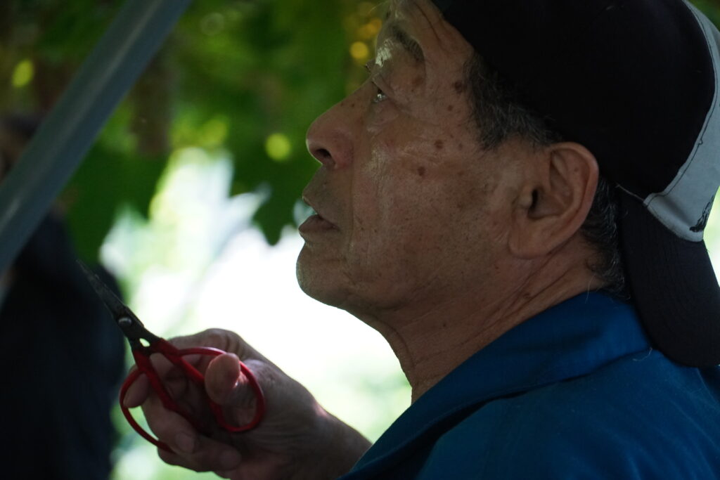 【海抜55m】希少な有機栽培の庄内柿・あんぽ柿