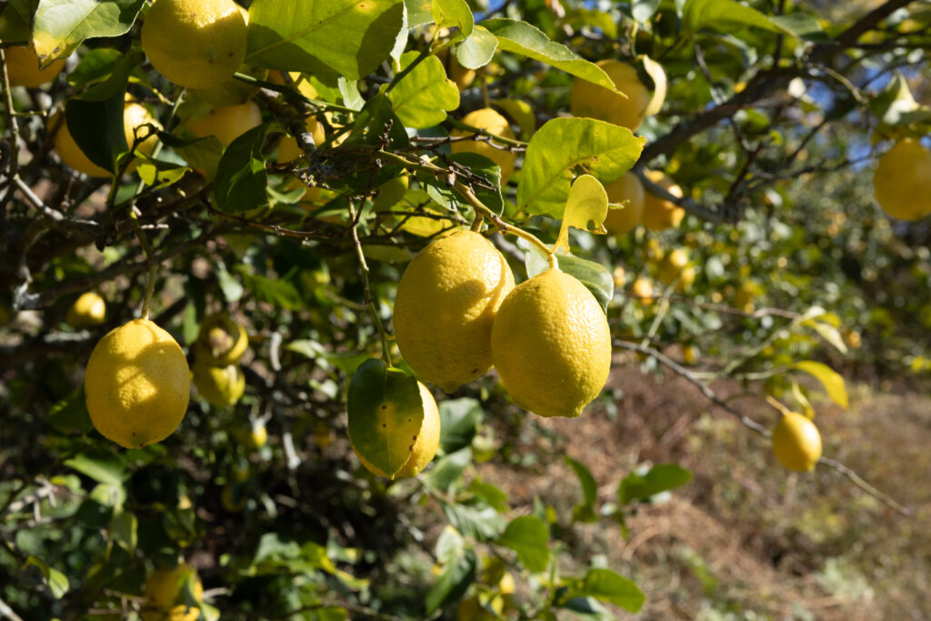 福岡正信自然農園 レモン果汁 ミニボトル