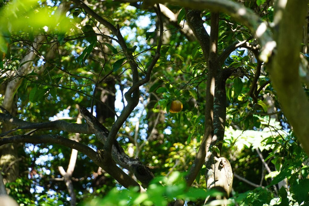【海抜38ｍ】自然農法の祖が宿る哲学と “温州蜜柑”