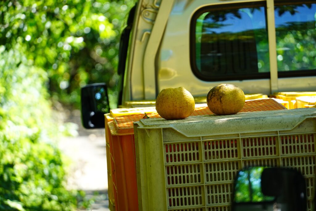 【海抜38ｍ】自然農法の祖が宿る哲学と “温州蜜柑”