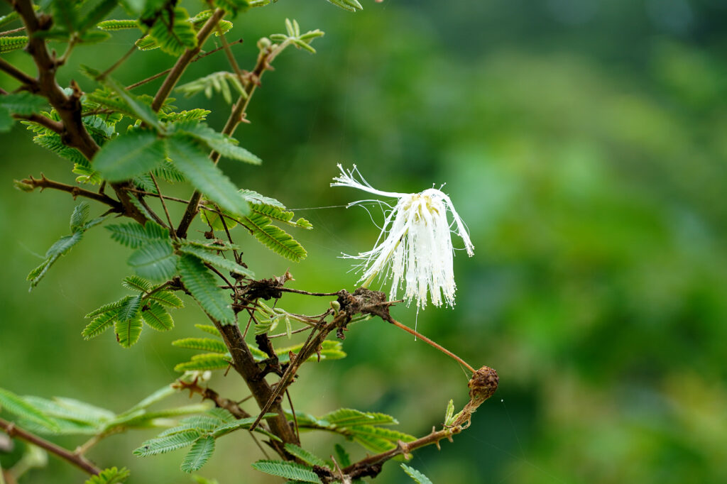 【海抜38ｍ】自然農法の祖が宿る哲学と “温州蜜柑”