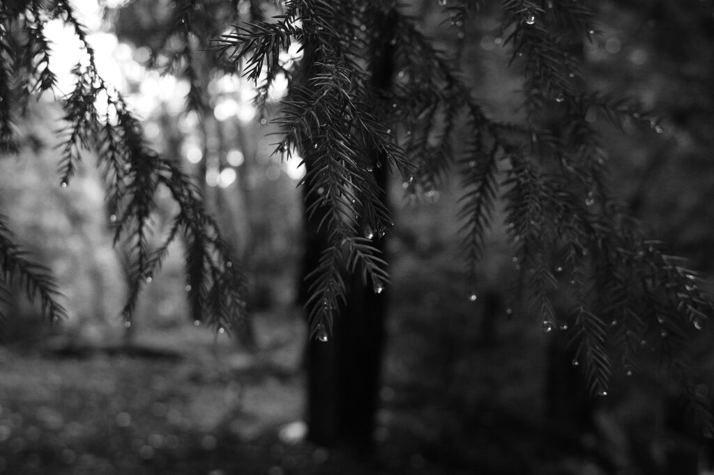 【海抜38ｍ】自然農法の祖が宿る哲学と “温州蜜柑”