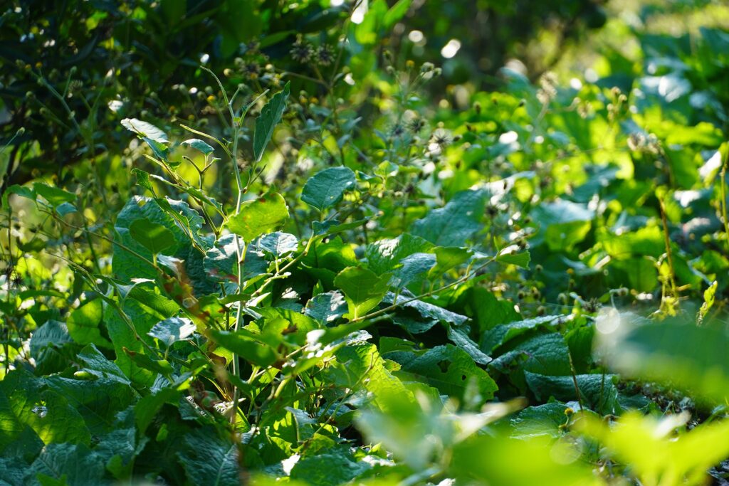 【海抜38ｍ】自然農法の祖が宿る哲学と “温州蜜柑”