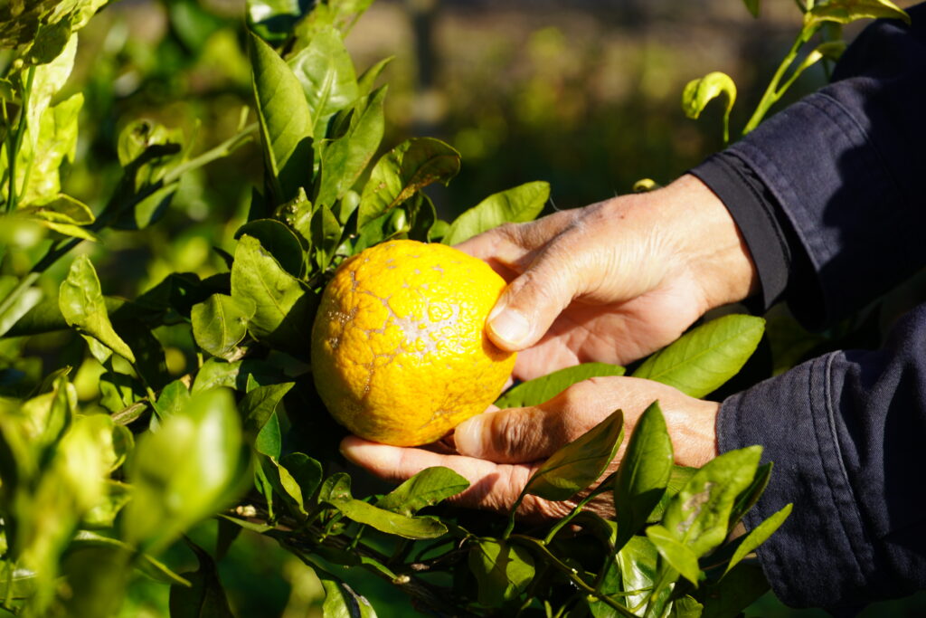 【海抜110m】幻の原種 黄蜜柑(きみかん)