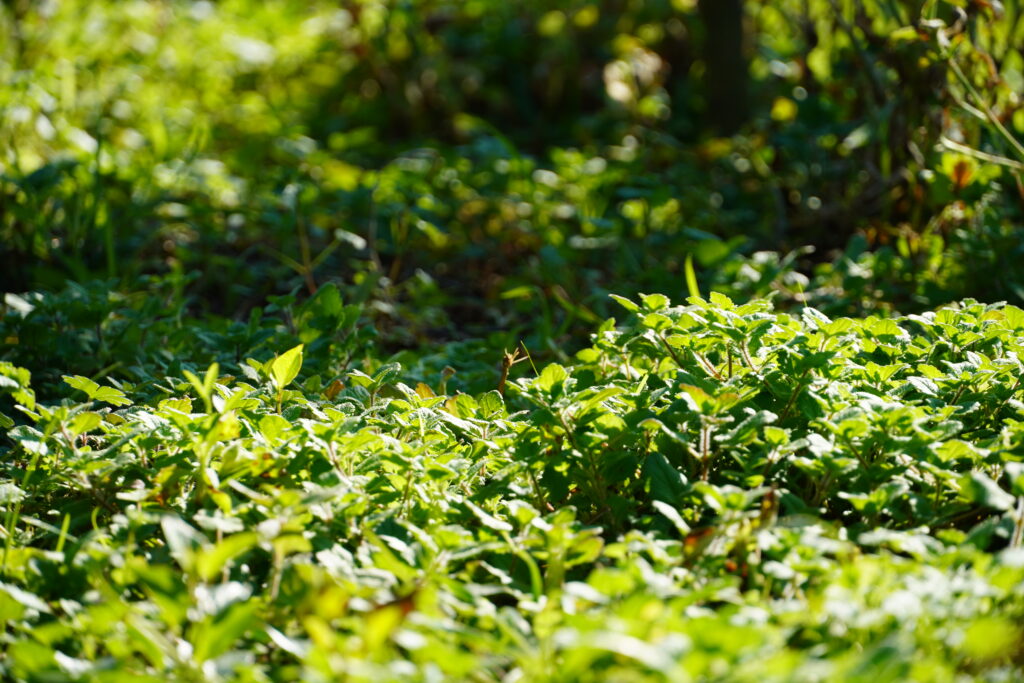 【海抜110m】幻の原種 黄蜜柑(きみかん)