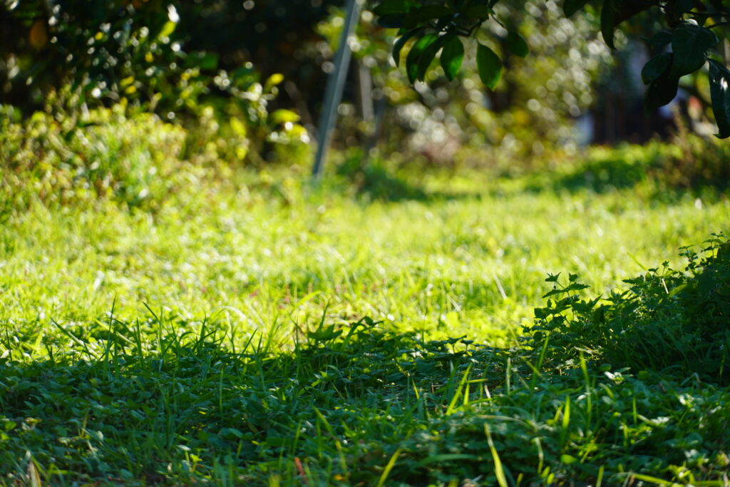 【海抜110ｍ】樹上完熟 大きな大きな柑橘”サワーポメロ”