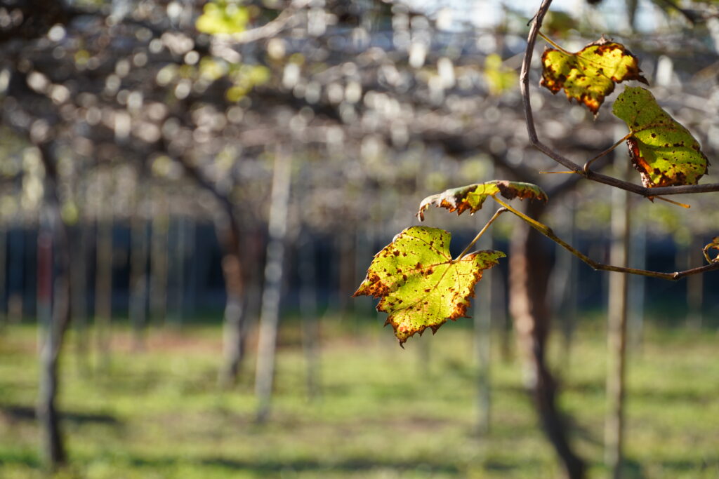 【海抜110m】幻の原種 黄蜜柑(きみかん)