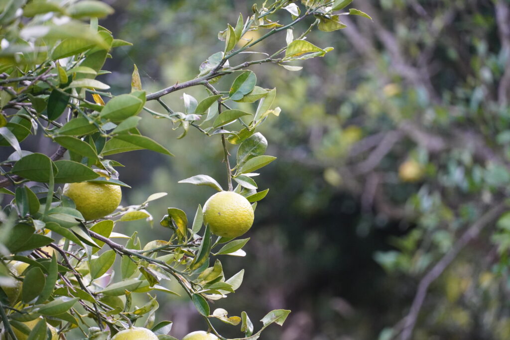 【海抜110m】幻の原種 黄蜜柑(きみかん)