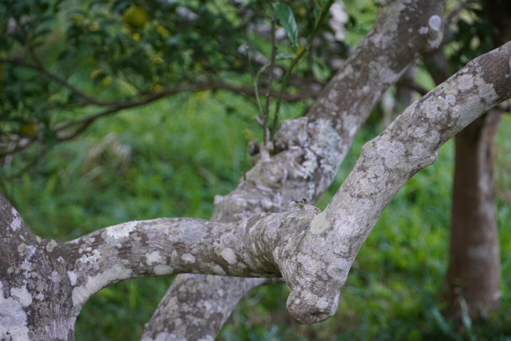 【海抜110ｍ】幻の原種 黄蜜柑（きみかん）