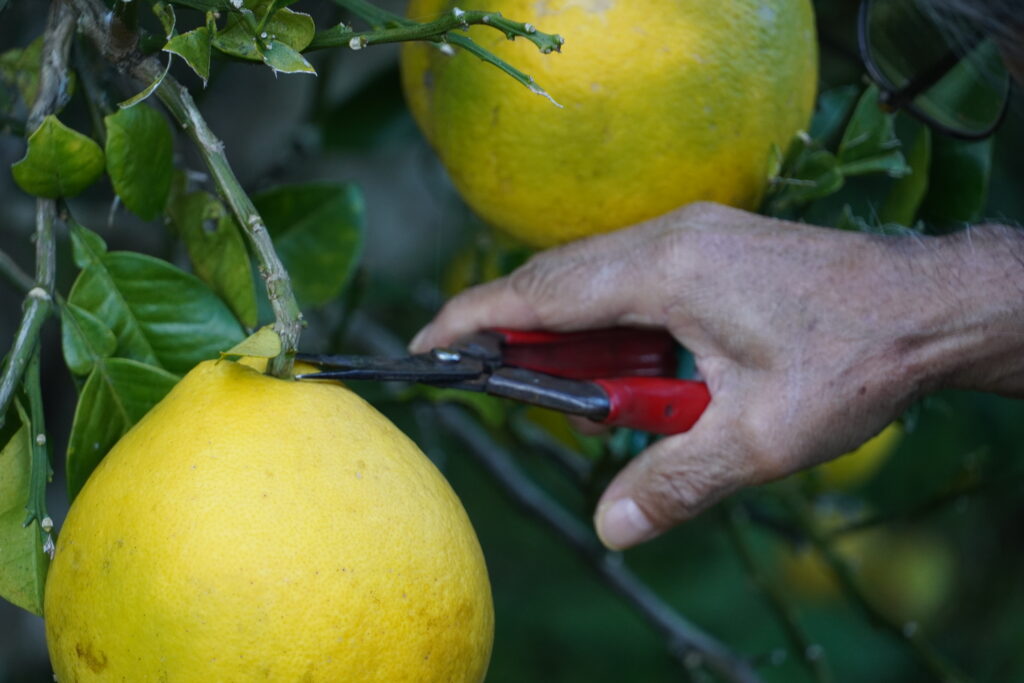 【海抜110ｍ】樹上完熟 大きな大きな柑橘”サワーポメロ”