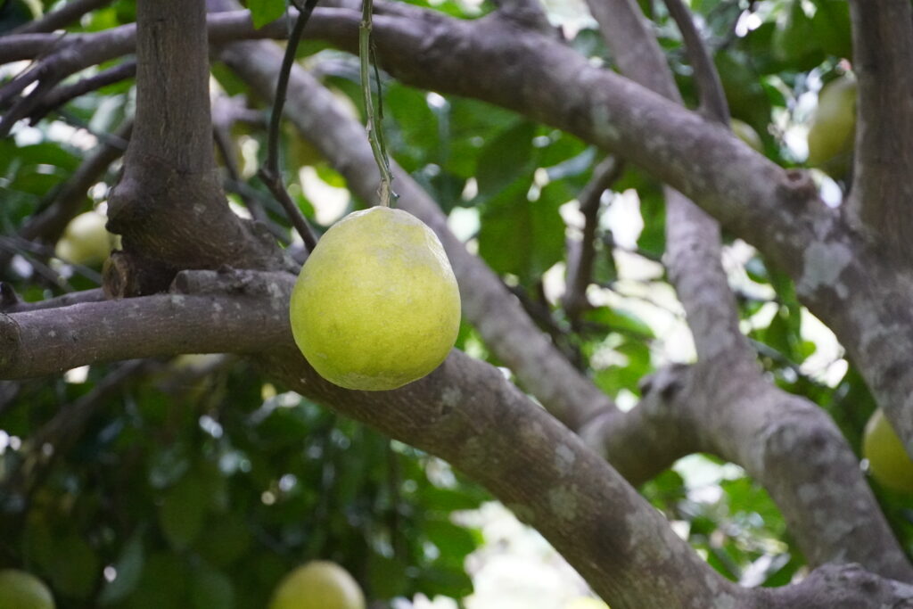 【海抜110ｍ】幻の原種 黄蜜柑（きみかん）