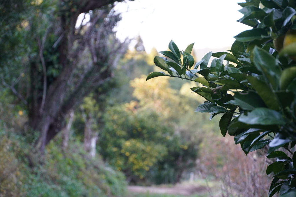 【海抜110ｍ】樹上完熟 大きな大きな柑橘”サワーポメロ”