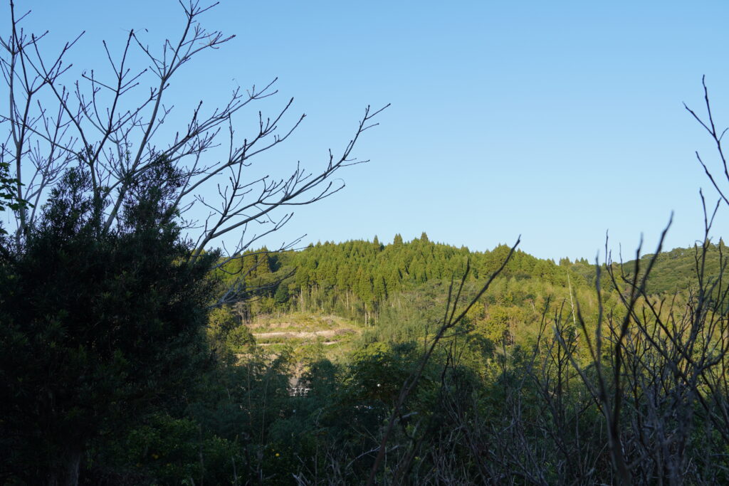 【海抜110ｍ】幻の原種 黄蜜柑（きみかん）