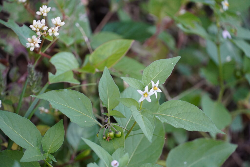 【海抜110ｍ】樹上完熟 大きな大きな柑橘”サワーポメロ”