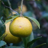 【海抜110ｍ】幻の原種 黄蜜柑（きみかん）