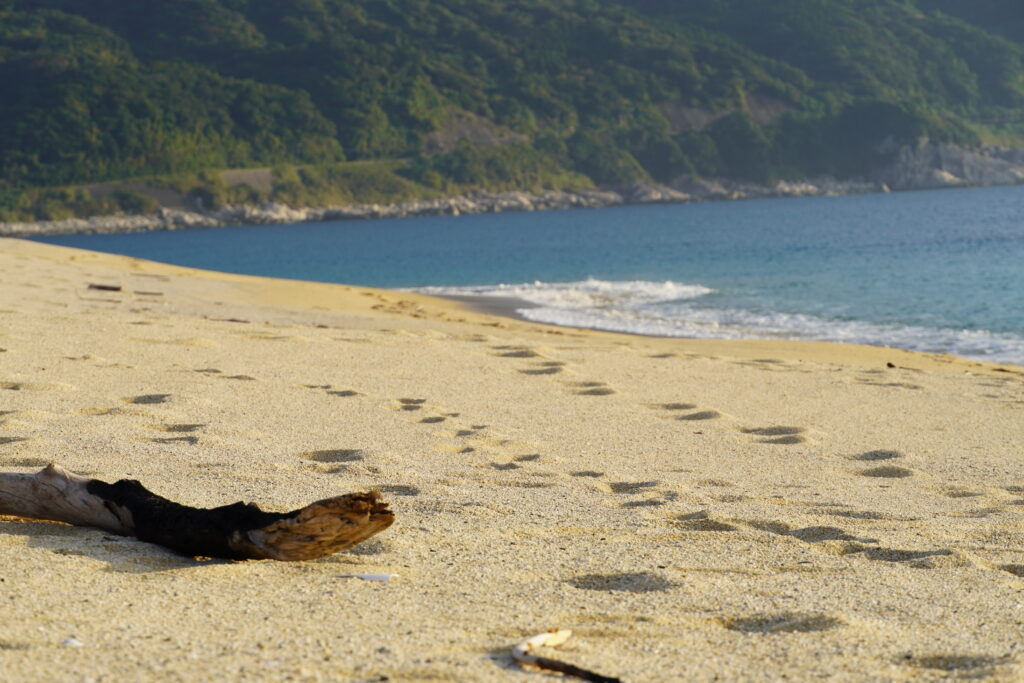 【海抜71m】本土最南端の森が奏でる “八朔(はっさく)”