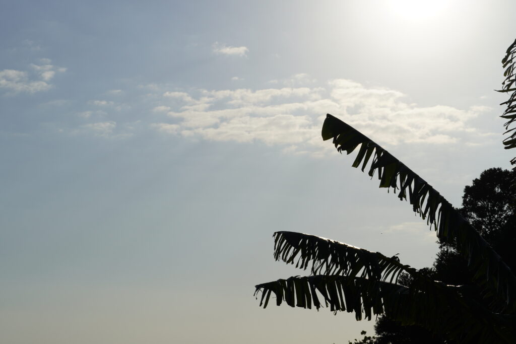 【海抜71m】本土最南端の森が奏でる  “八朔（はっさく）”