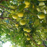 【海抜71ｍ】本土最南端の秘境に宿る いにしへの辺塚だいだい