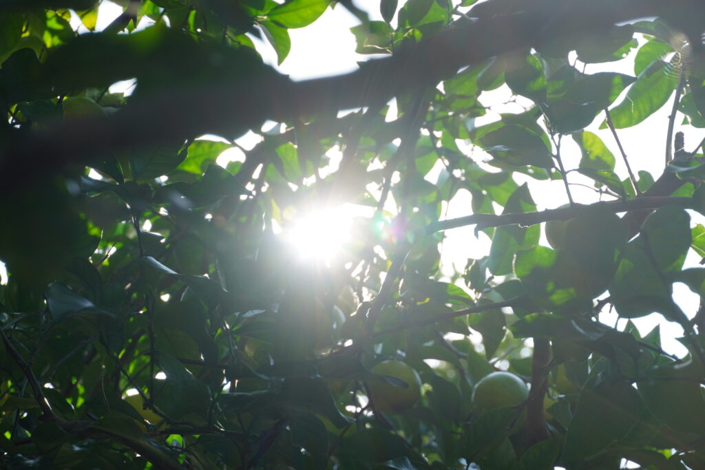 【海抜71ｍ】本土最南端の秘境に宿る いにしへの辺塚だいだい