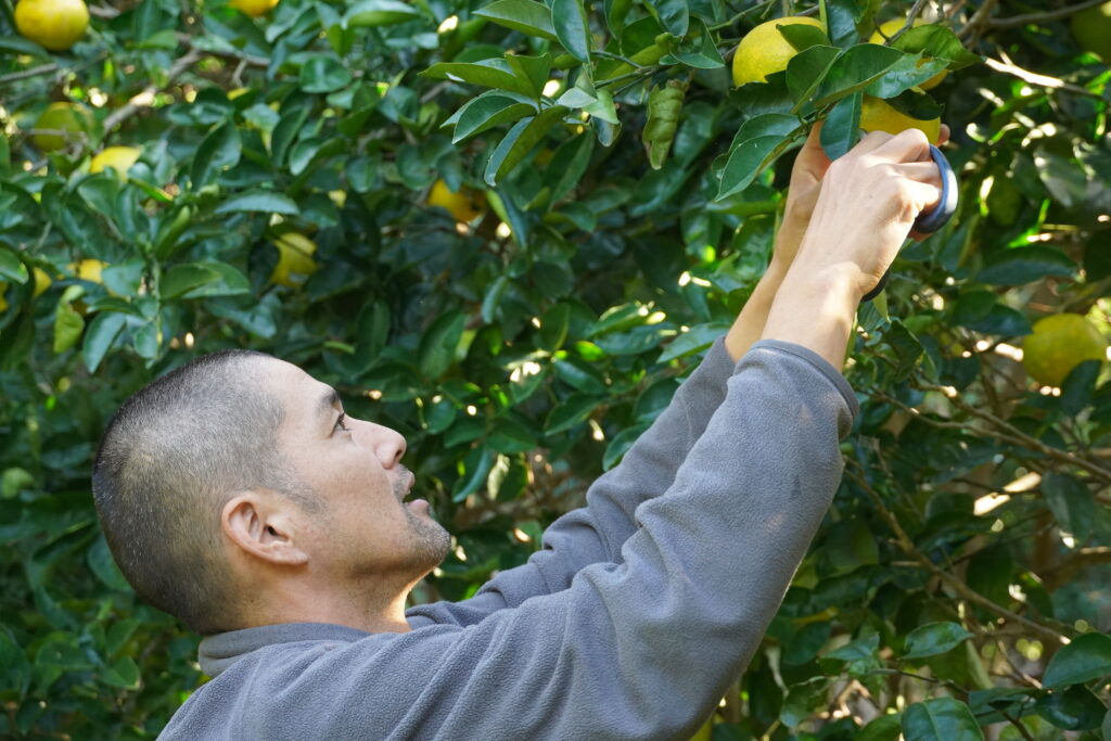 【海抜71ｍ】本土最南端の秘境に宿る いにしへの辺塚だいだい