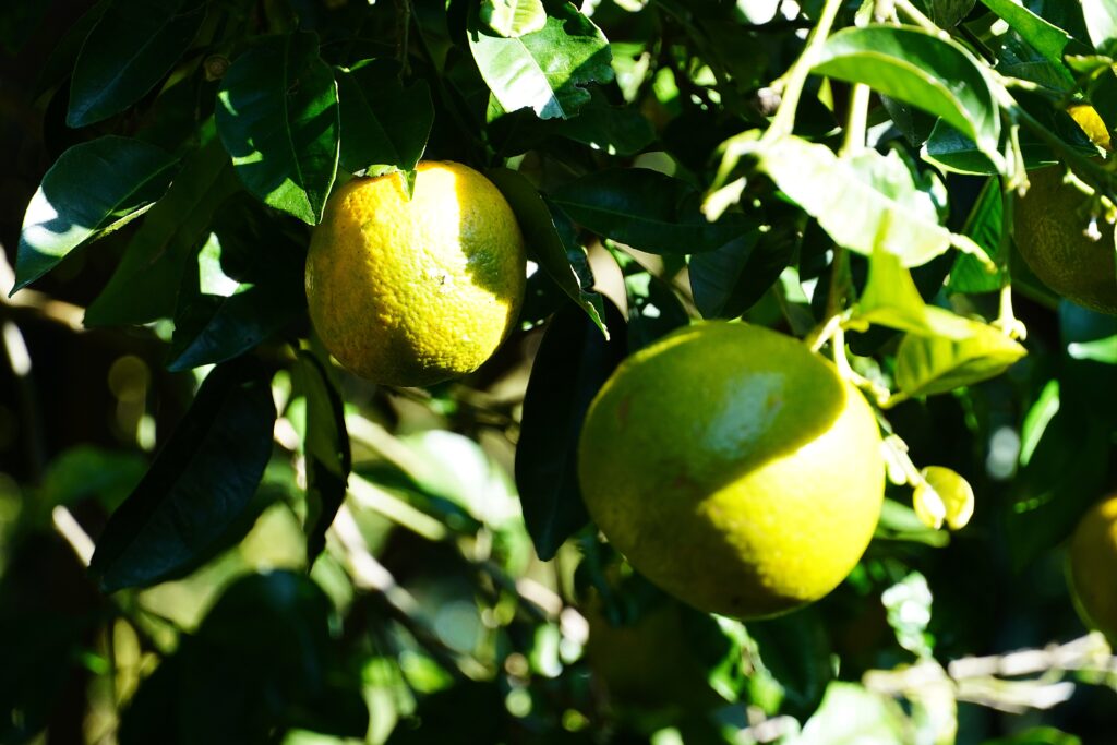 【海抜71m】本土最南端の森が奏でる “八朔(はっさく)”