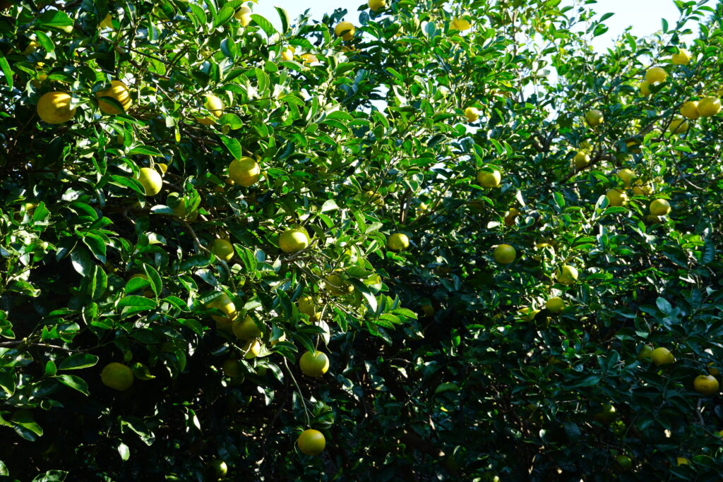 【海抜71m】本土最南端の森が奏でる “八朔(はっさく)”